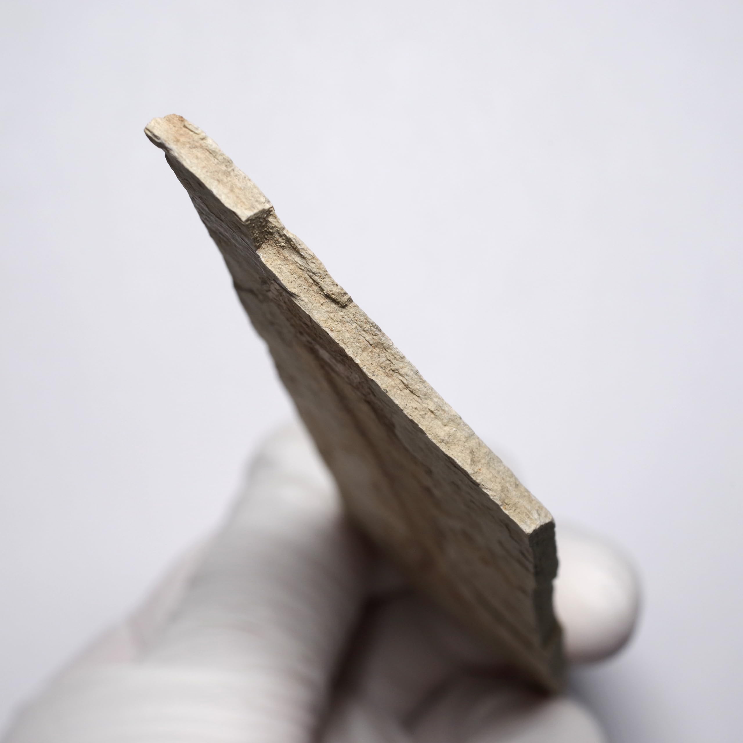 魚の化石 4億4千万年前の魚の化石が解き明かす顎口類の勃興 写真3枚