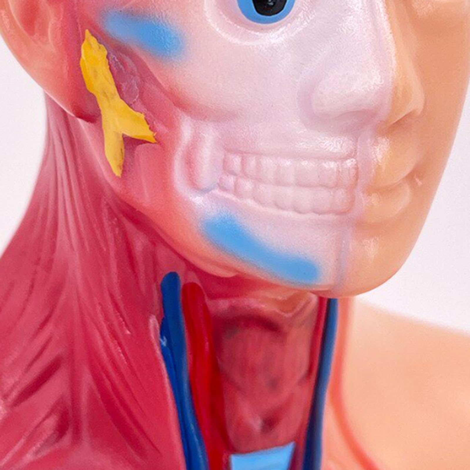 Modello di Torso Umano anatomico da 28 cm Modello di Corpo Umano Rimovibile 15 organi Staccabili