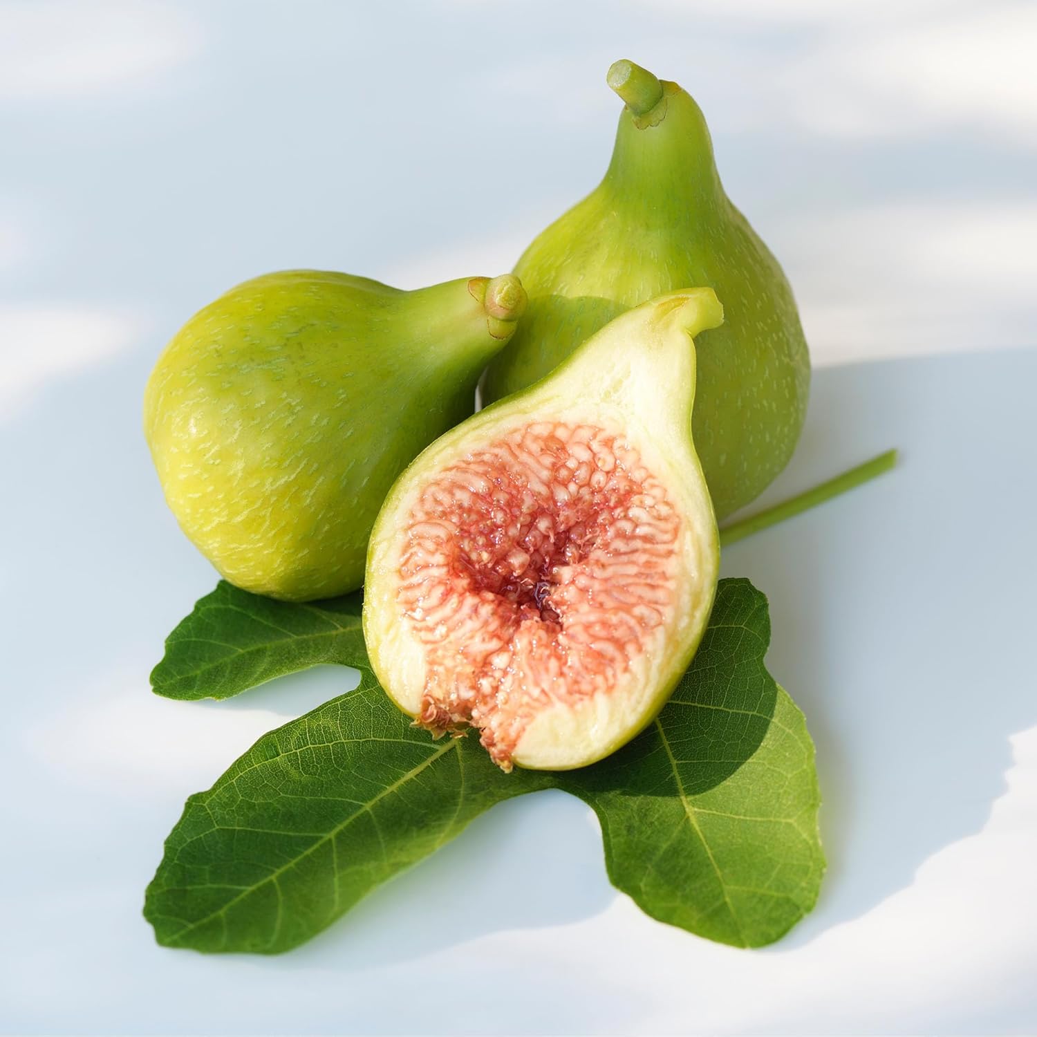 Perfect Plants Kadota Fig 3 Gallon | Live Fig Tree | Fresh Figs | Live Plant