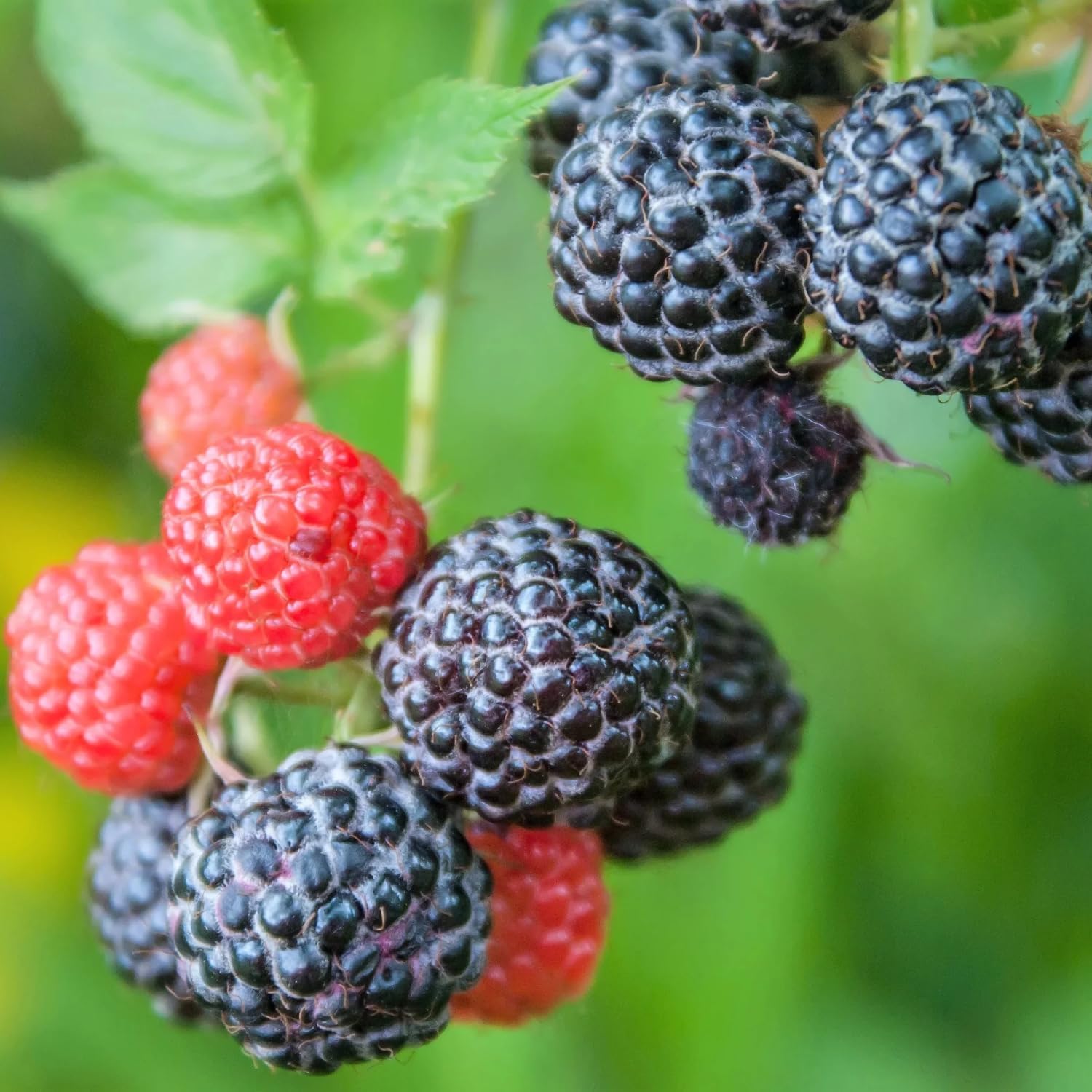 Raspberry Plant Live 6 to 12 Inch Tall, Sweet Raspberry Bush Live Plant Well Rooted Zone 3 to 8 (Black Raspberry)