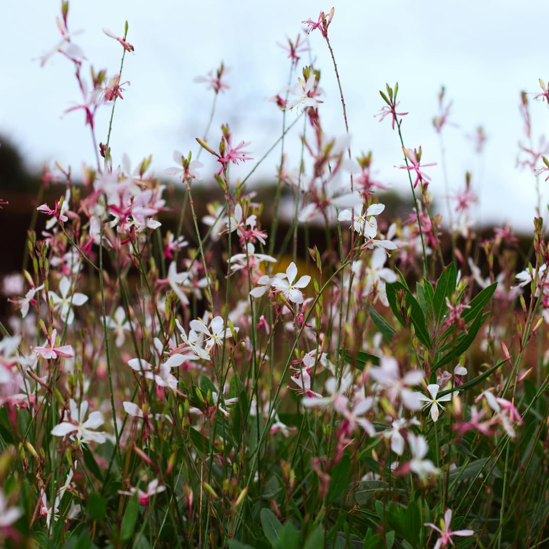 Gaura l. 'Farfalle turbinanti' | 6 pezzi - 10-25cm - Ø9cm - Pianta da giardino