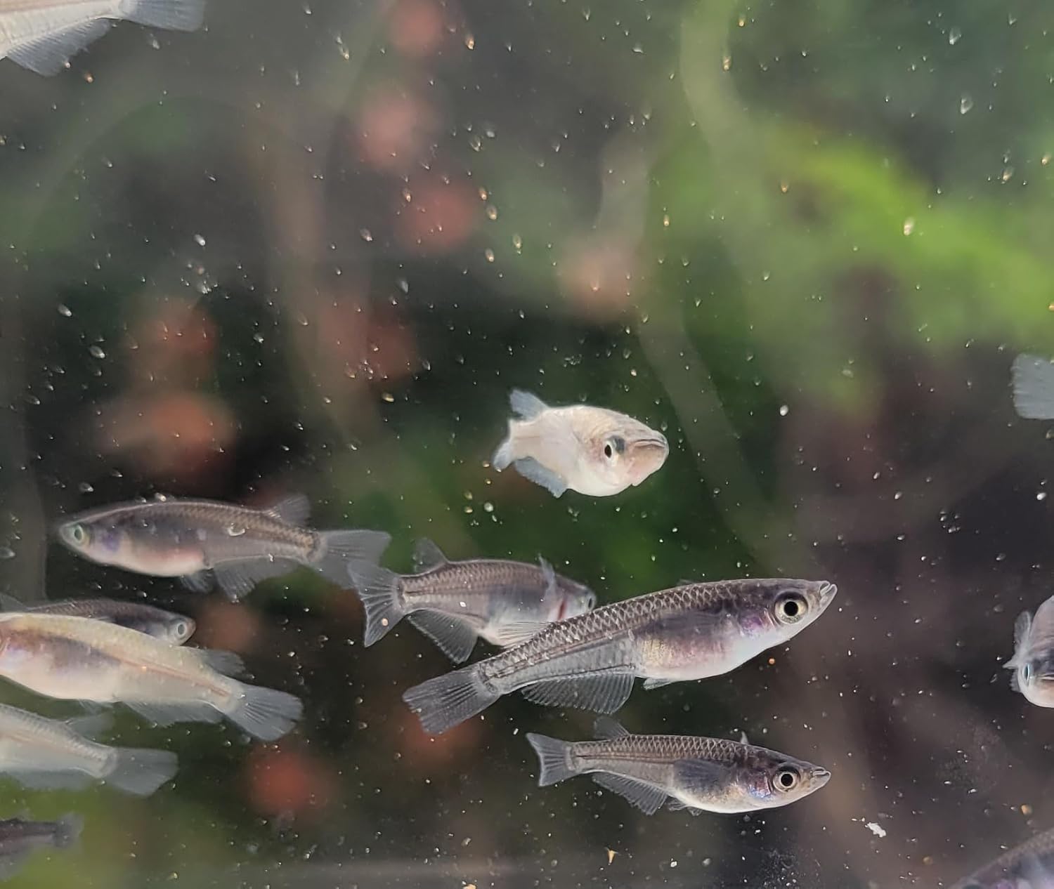 Quinn's Fins Black Rice Fish, Oryzias latipes �Black medaka�- 5 Pack