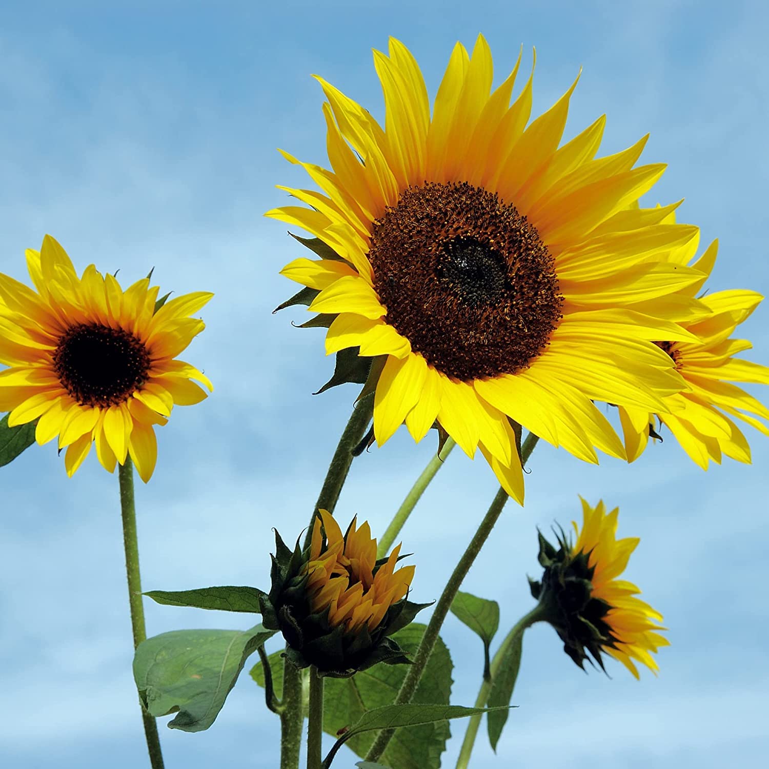 Wohltuer Aceite de girasol orgánico, 2 unidades de 500 ml de calidad cruda