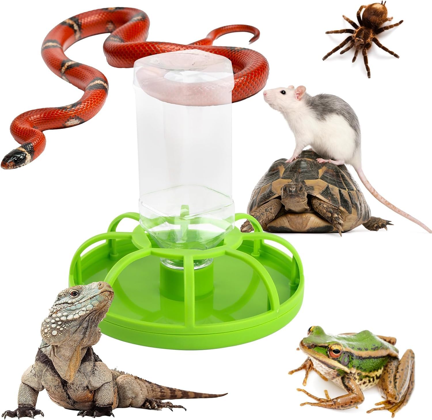 Qcwwy Distributeur d'eau pour Reptiles, Distributeur d'eau pour Bouteilles d'eau pour Reptiles avec Bouteille d'eau Tortue Mangeoire Automatique Abreuvoir Automatique pour Reptiles (Grand)