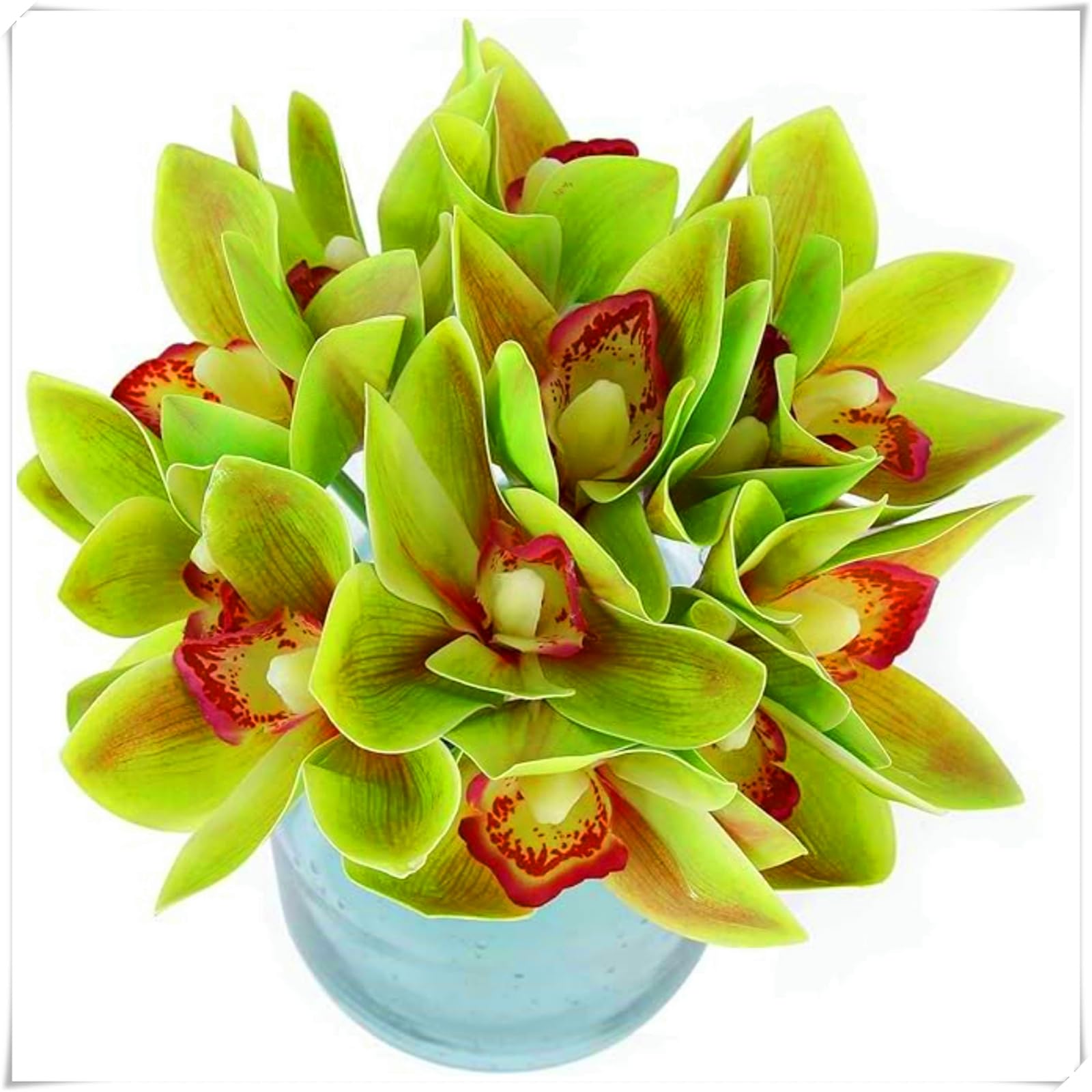 Perennial, Cymbidium Orchid Bulbs, Hardy, Professional for Beautiful Garden Displays-15 Bulbs-D