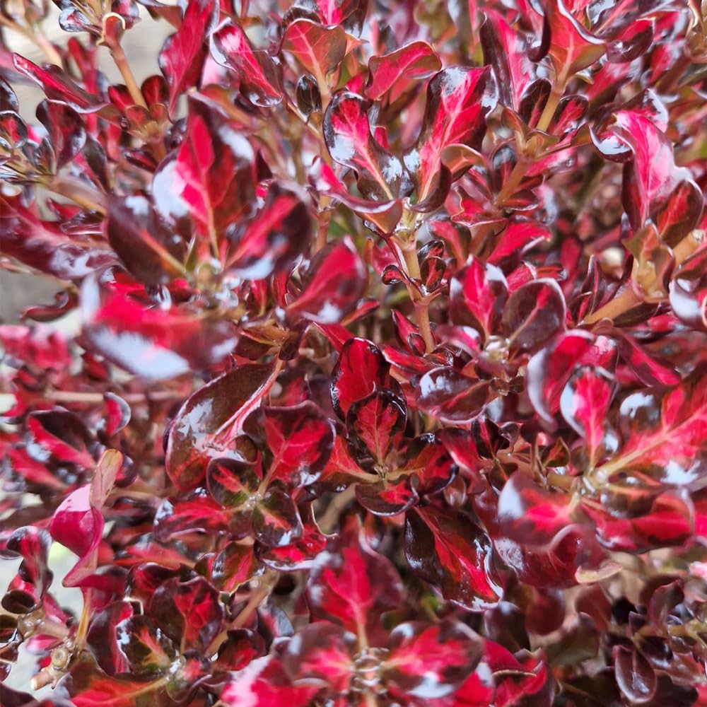 Yougarden Red Coprosma 'Northern Lights', 1 X Evergreen Shrub In 9Cm Pot, Variegated Patio Foliage Plant
