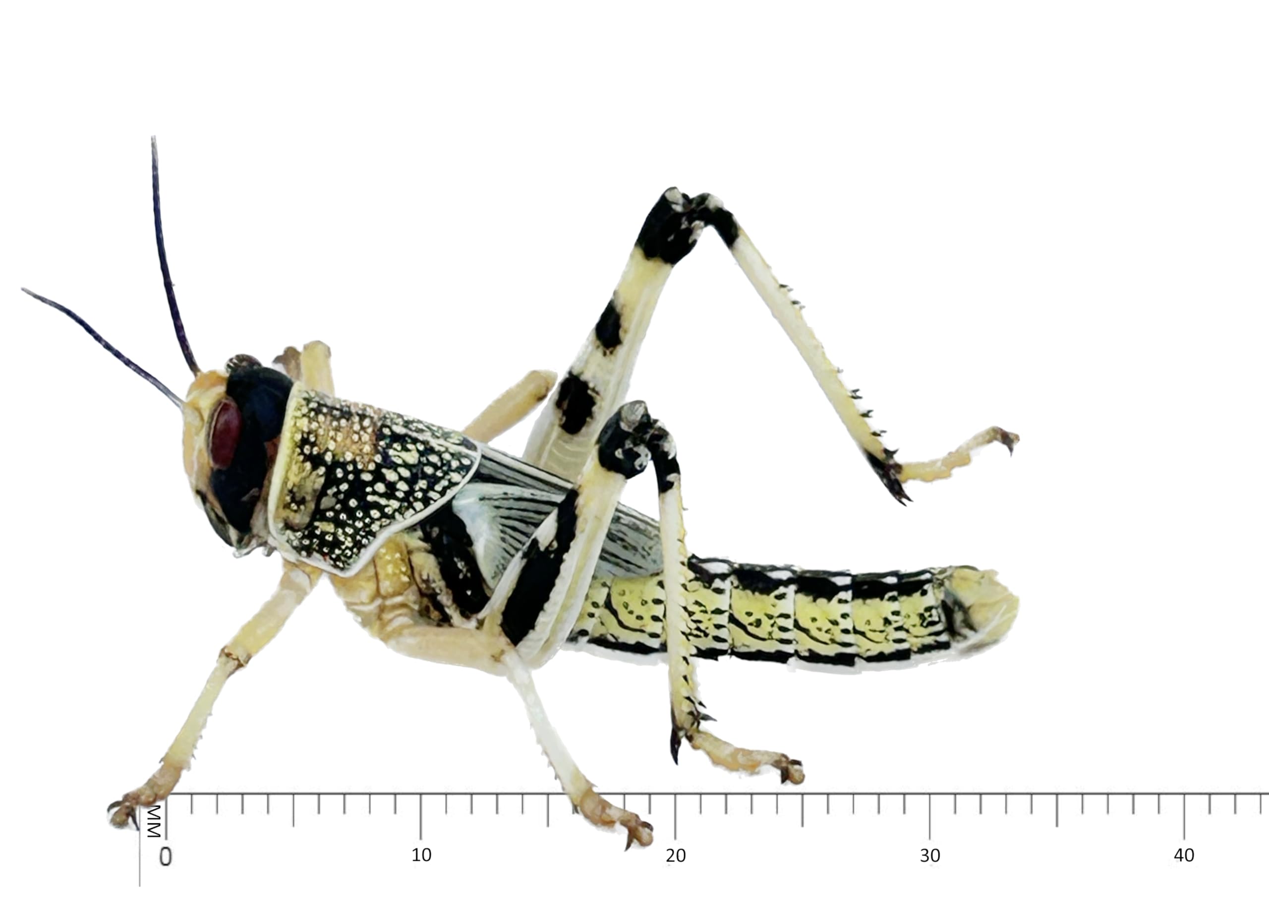 Livefood UK50 Live Locusts Large size 30mm to 40mm quantity 50 in 2 tubs of 25