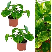 Carbeth Plants 2 x Scindapsus Aureus Devil's Ivy Indoor Plants in 12cm Pots