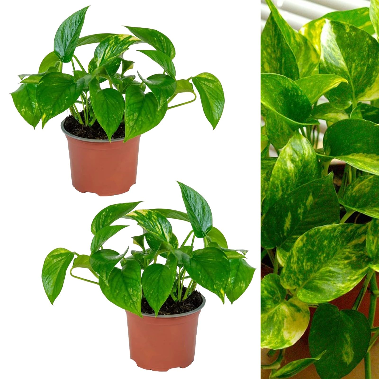 2 x Scindapsus Aureus Devil's Ivy Indoor Plants in 12cm Pots - Real Evergreen Trailing Houseplants - Easy to Care for - Ideal for The Home or Office