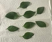 Review Image by Rad Reviews Rad Reviews