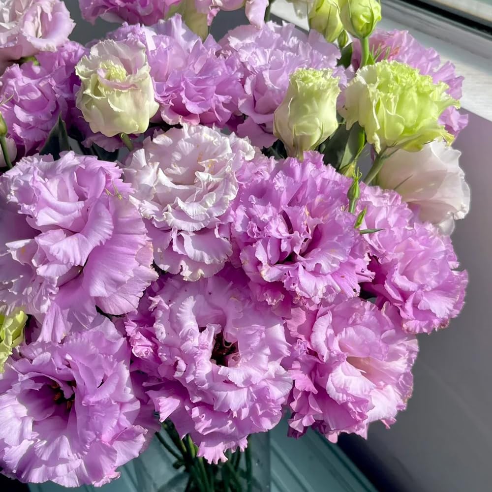 550 Semi Di Eustoma (Lisianthus) - Fiori Perenni Per Giardino, Balcone E Prati Fioriti, Regalo Ideale - Foto 7