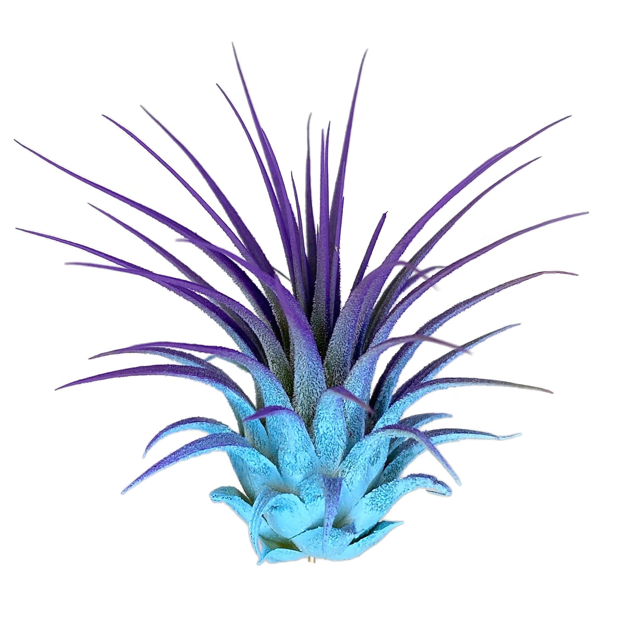 Ionantha Guatemala Tillandsia Air Plant, Guatemala Tillandsia Live Airplant, Healthy Arrival Guaranteed, Great Indoor Plant, Home Decor &amp; Gift (Rainbow #5)