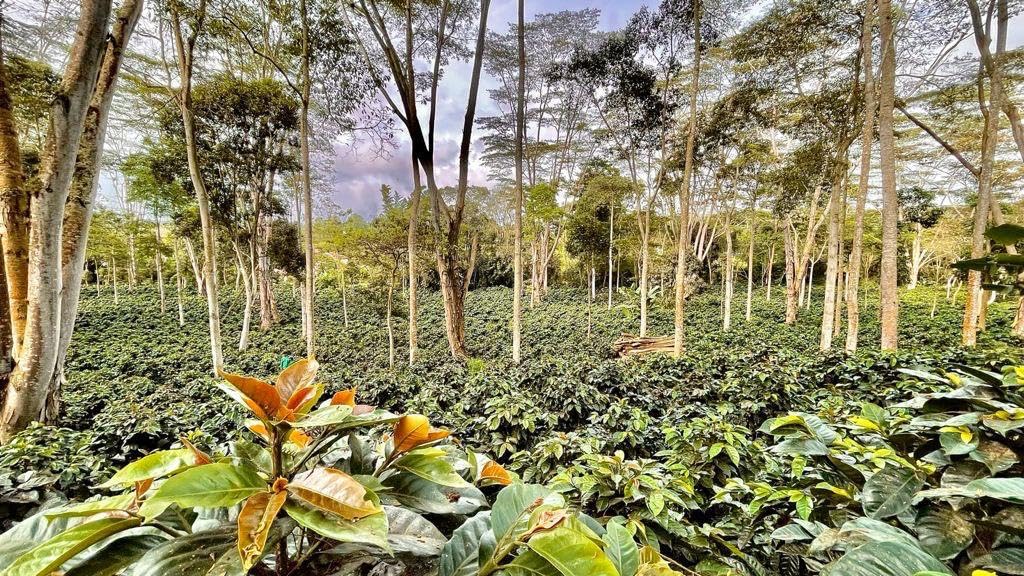 Café Mesa de los Santos – Premium Colombian Ground Coffee, Medium Roast, 16 Ounce Bag – Organic Certified, Bird Friendly certified, hand picked, shade grown, roasted at origin