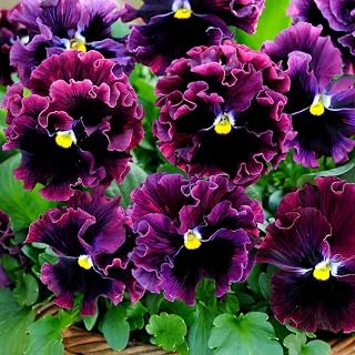 Mix Pansy Flower Plants 3-6 Inches, Multicolor Pansies for Growing, Vibrant Perennial Garden and Container Plant, 1 Pot for Planting
