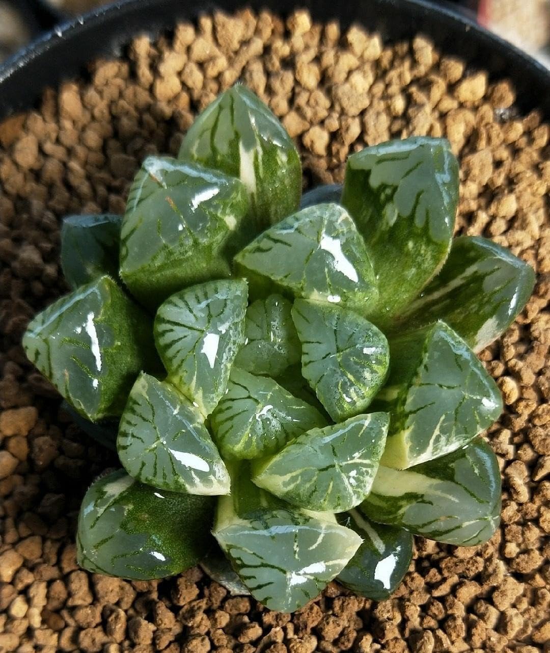 Japanese Super Hard Akadama Bonsai Soil - Small Grain (3-6mm), 6 lb (3.6 QT) | Premium Volcanic Clay Medium for Succulents,Cactus,Orchids, Bonsai & Topsoil