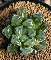 Vista 3 de Suelo Japonés Súper Duro para Bonsái Akadama – Grano Pequeño (2 libras) Ideal para Plantar Bonsáis Pequeños, Cobertura Superior, Plantas