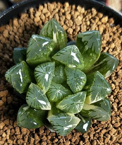 Miniatura 3 de Suelo Japonés Súper Duro para Bonsái Akadama – Grano Pequeño (2 libras) Ideal para Plantar Bonsáis Pequeños, Cobertura Superior, Plantas