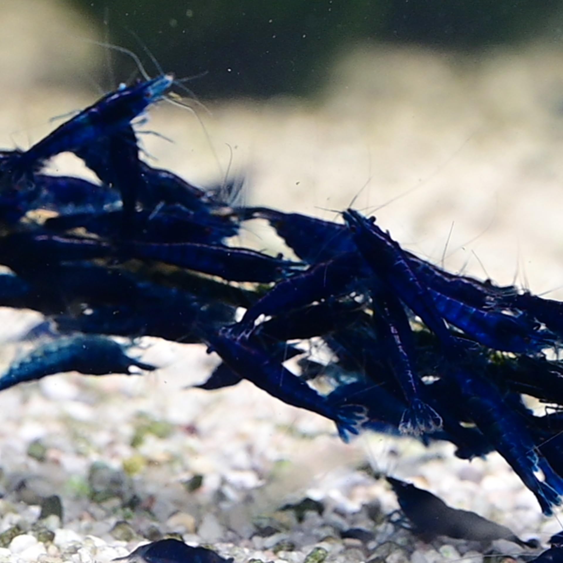 AquaBreedingSkill Crevettes Saphir Bleu Neocaridina Naines Vivantes pour Aquarium – Taille 1,5-2 cm