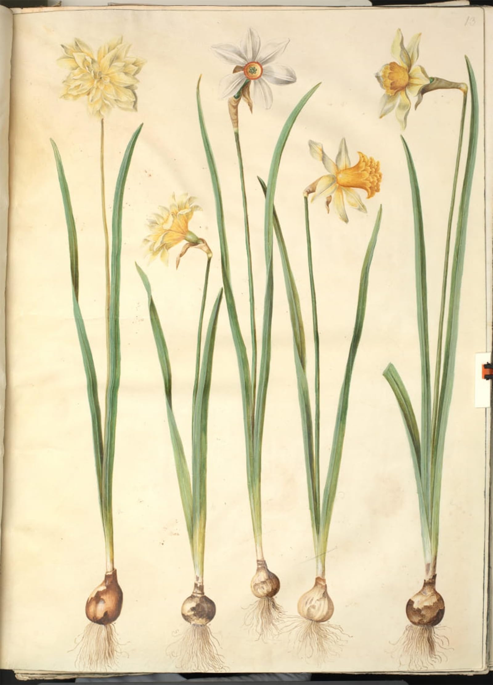 SERENDIPITP Abstract Painting Mural Print Picture Wall Decor Painting Narcissus Pseudonarcissus the Narcissus by Hans Simon Holtzbecker Vintage Wall Artwork for Home Decor 60x90cm