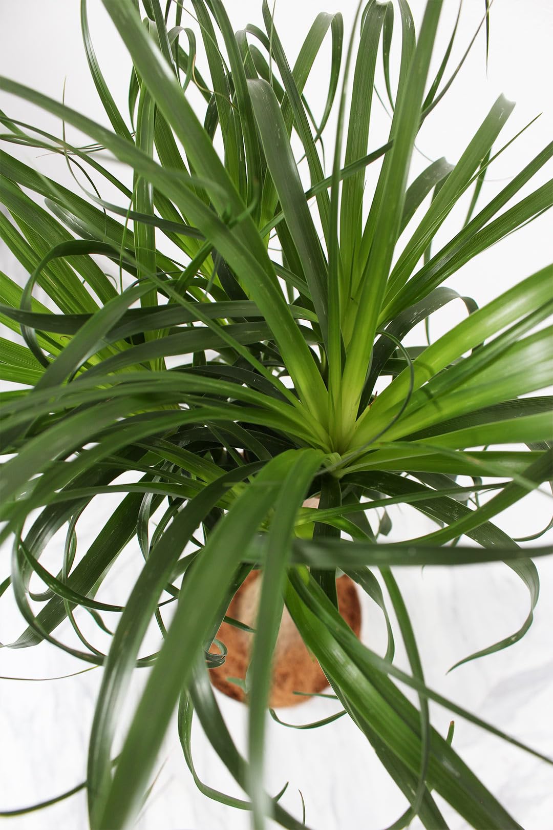 Amazon｜ノリナ ポニーテール 8号 受け皿付 【観葉植物 本物