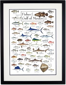 Earth Sky + Water - Fishes of the Gulf of Mexico - Double-matted Posters with Black Frame