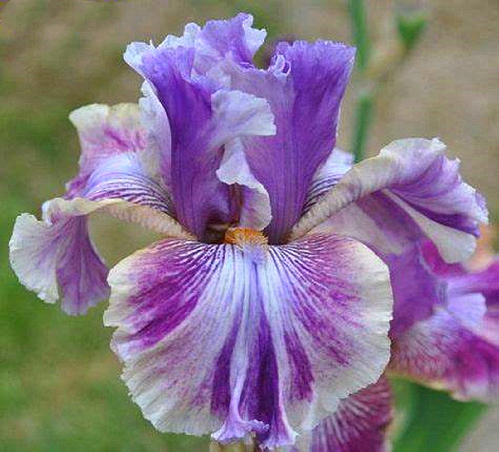 Bearded Iris Bulbs for Planting,Bearded Iris Bulbs Mix,Excellent Display Indoor Perennial Balcony Garden Bulbs,Bearded Iris,Flowering Rhizome-5bulbs-I