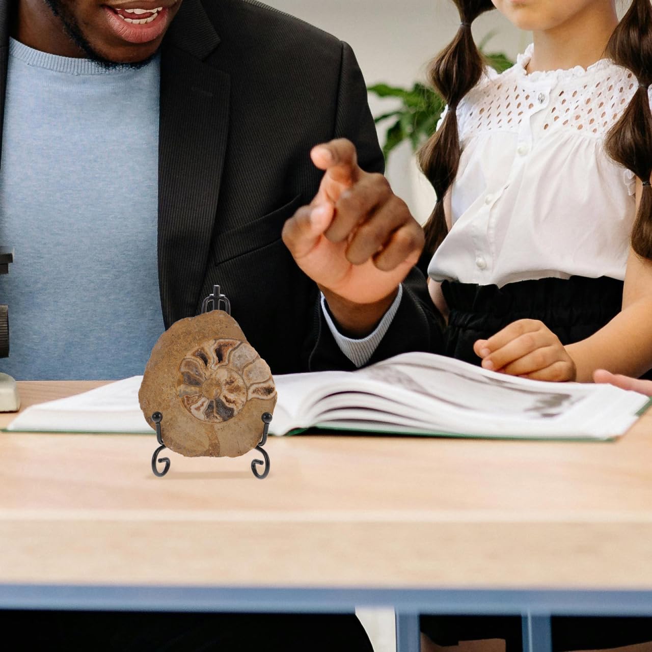 Gatuida Fossile Di Ammonite Con Supporto: Campione Di Pietra Fossile Di Ammonite Naturale Campione Di Conchiglia Da Collezione Sottobicchiere Disco Artistico Minerali Di Ammonite Modello