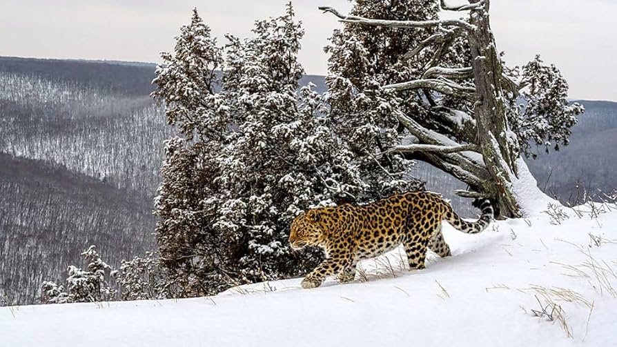 (未使用･未開封品)　Frozen Planet [Blu-ray] [Import] 7z28pnb 未使用・未開封品) Frozen Planet [Blu-ray] [Import] 7z28pnb