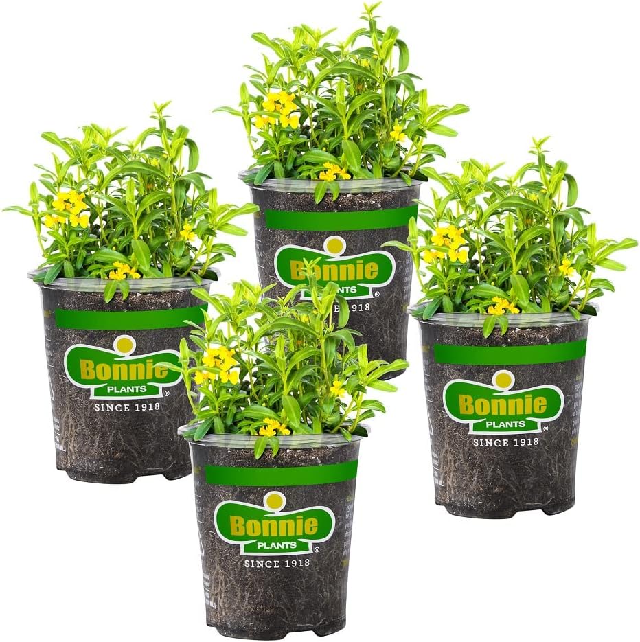 Bonnie Plants Mexican Tarragon, Live Plant, 19.3 oz., 4-Pack