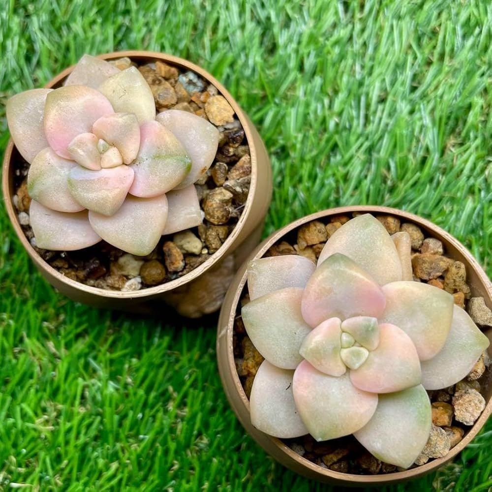 Amazon.co.jp: ティテュバンス錦 美苗2苗セット 美杏錦 アプリコット