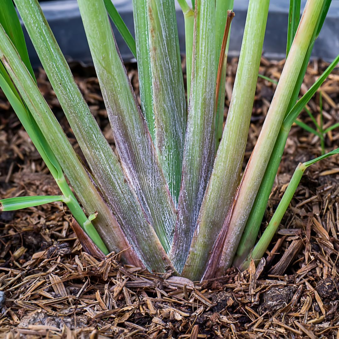 Set 20 Big Lemongrass Plants Live Fully Rooted for Planting, Lemon Grass Live Plants, Fresh Rooted Lemongrass Stalks for Planting Outdoors