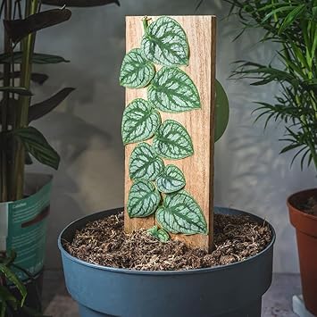 Monstera Dubia Shingle Plant