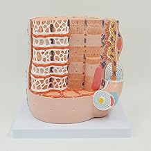 Muscle Fiber Model, 10,000X Muscle Fiber Microstructure Anatomical Model with Digital Tag, Detailed and True and Clear Anatomy, High Degree Restoration and Solid Durable