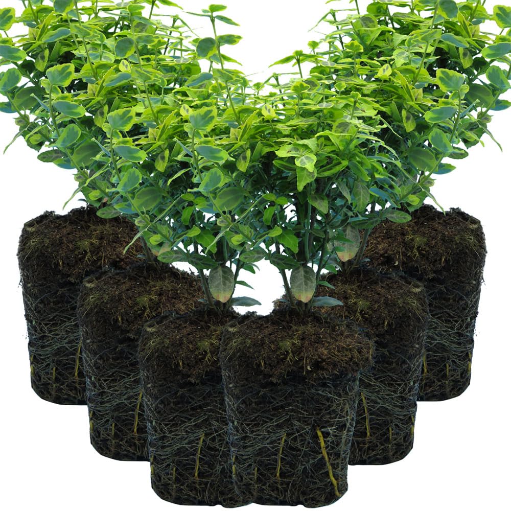 6 Euonymus Emerald Gold Plants – Compact Evergreen Shrubs with Green and Gold Foliage for Borders and Containers
