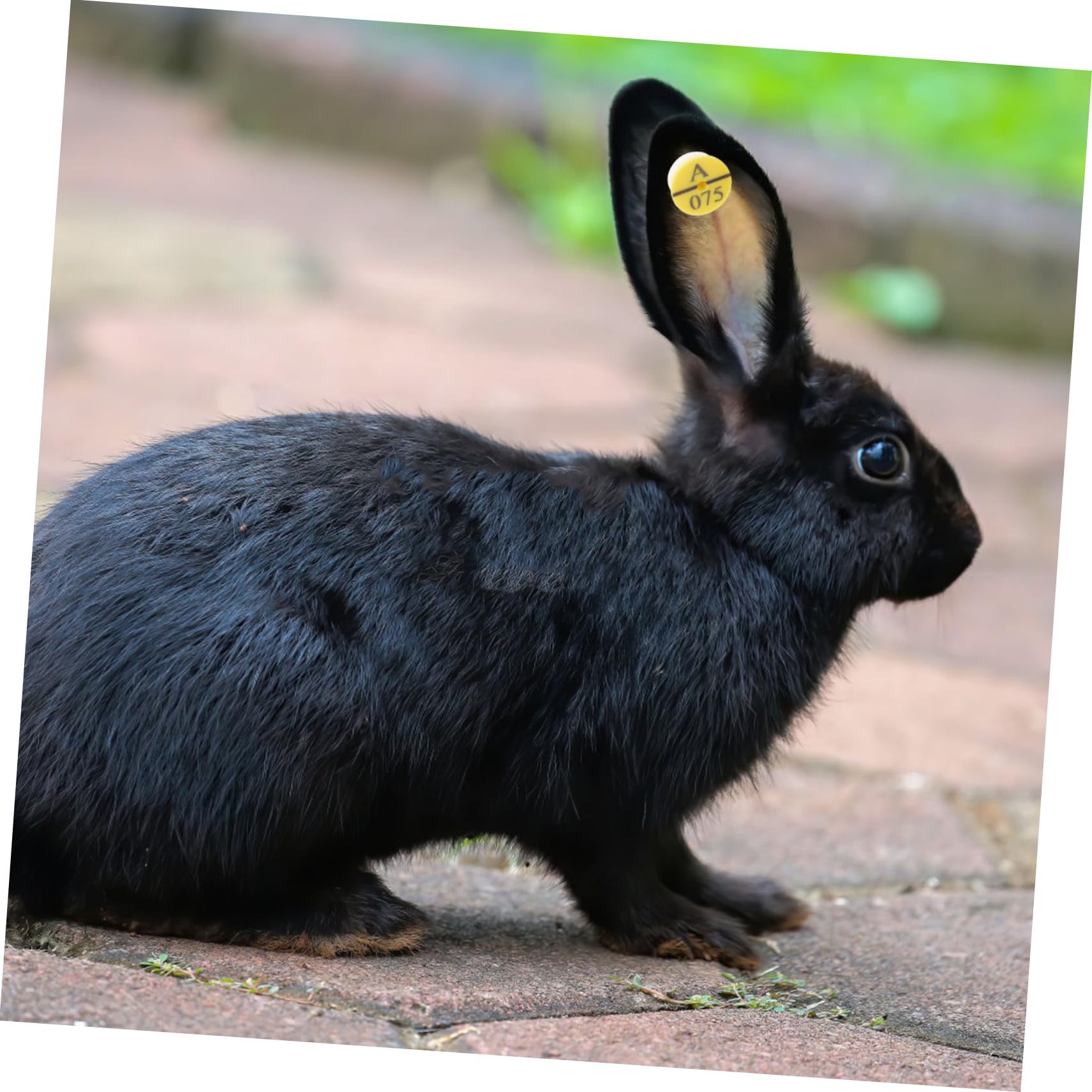 YARNOW 5 Ensembles Étiquettes D'Oreille De Lapin Étiquettes Anti-Mouches Pour Bovins Étiquettes D'Oreille Pour Vaches Étiquettes D'Identification Pour Bovins 50 pièces * 5