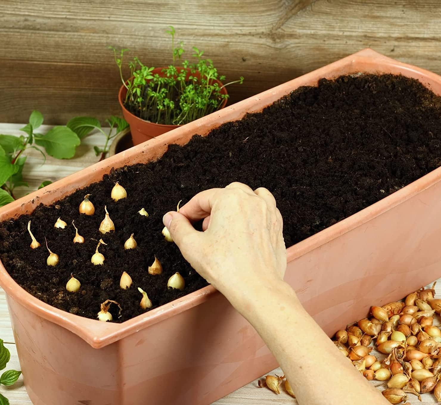 Mixed Red White and Yellow Onion Bulbs - High Yield, Long Storage Life, Mix Onion Sets | Easy to Grow & Low Maintenance (170 Pack)