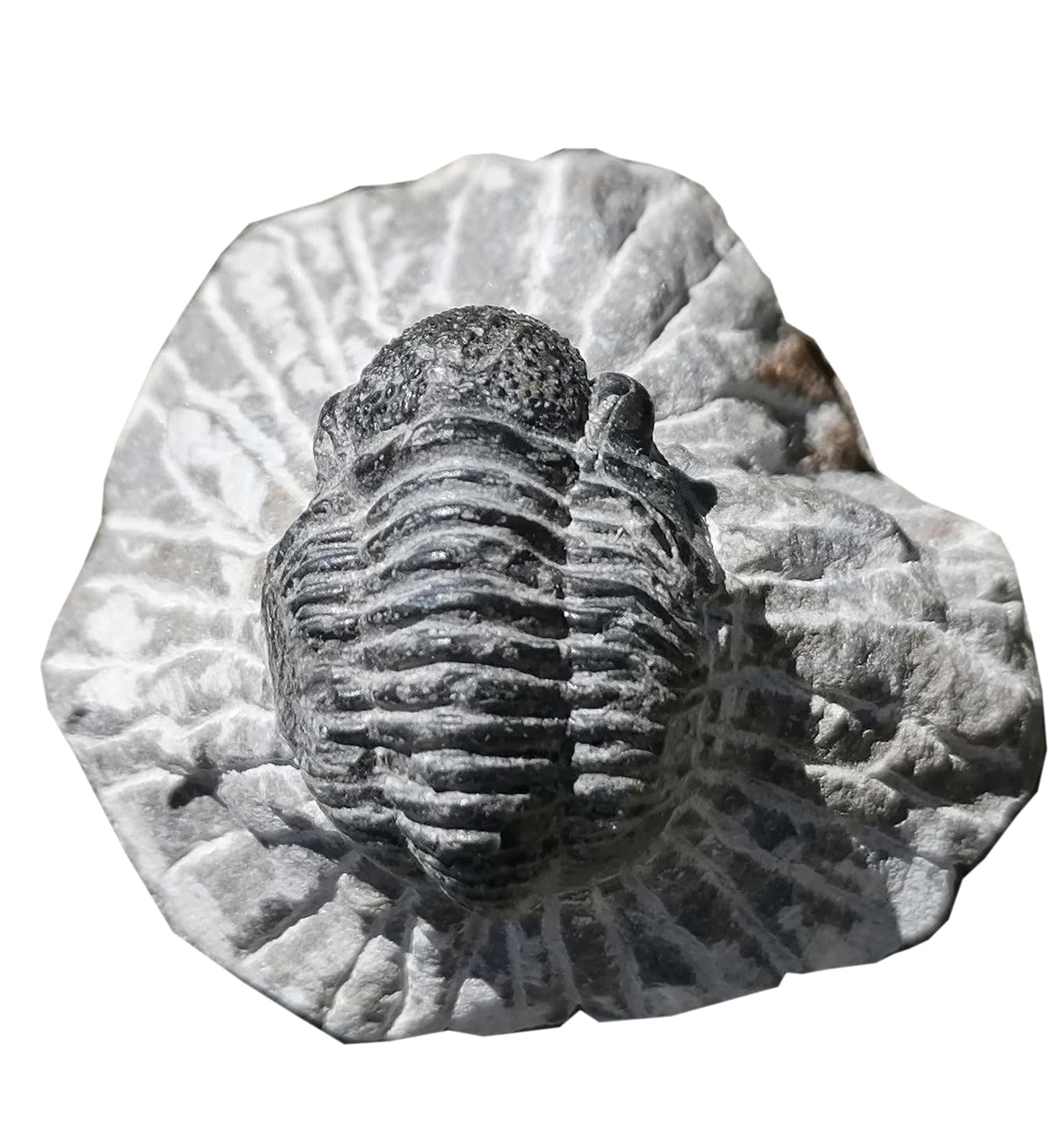 Geschenkidee - Versteinerte Urzeit Fossilien: Fossilie Trilobiten Trilobit Gerastos aus Marokko/Lehrmaterialien Fossilien (Ø 5 cm)