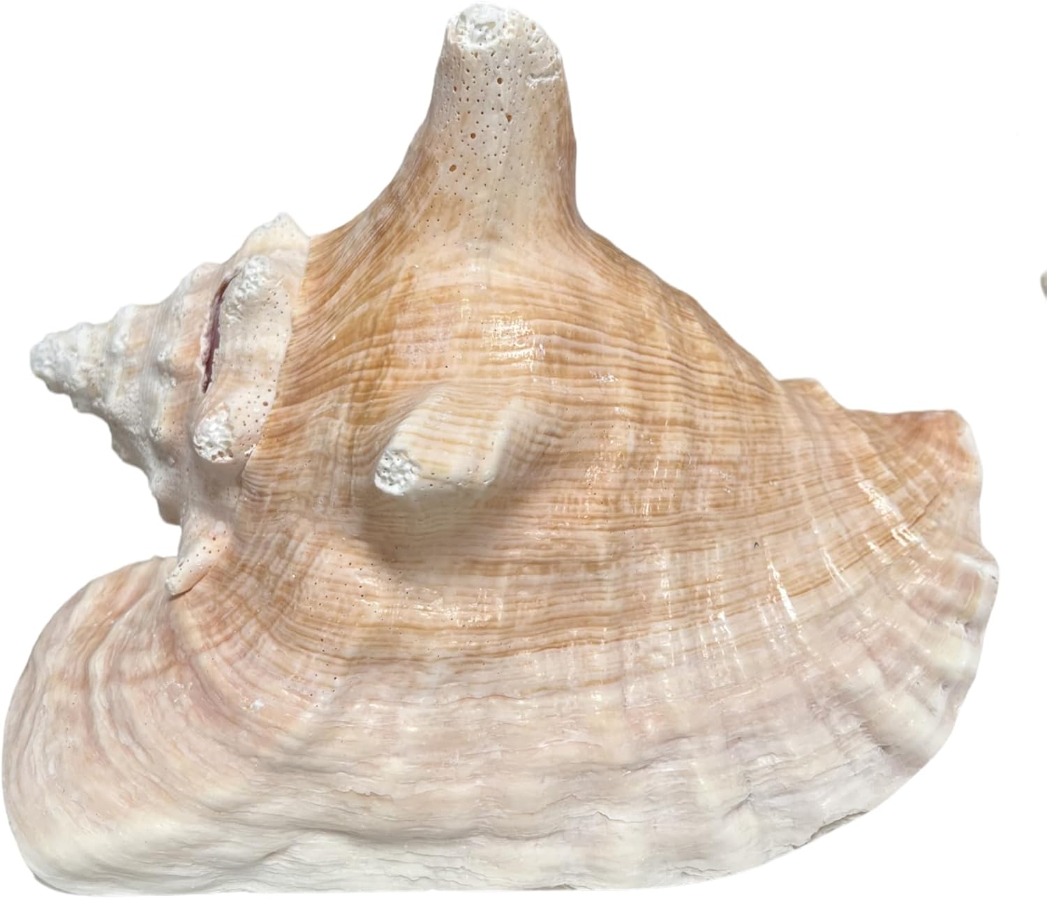 Large Bahama Conch Shell - 8 to 10 inches