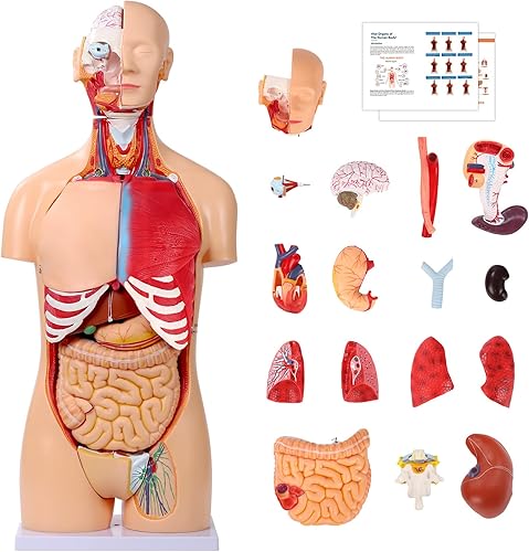 SFXYJ Modelo de anatomía de torso humano de 33.4 pulgadas, doble sexo, 32 partes extraíbles de tamaño real con cabeza de corazón, cráneo, cerebro,