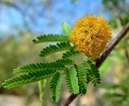 25 semillas de acacia farnesiana, arbusto de aguja, flor de cassie,