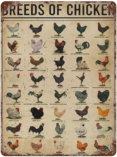 Cartel de metal con diseño de pollo, estilo vintage, diseño de gallo, cocina, cafetería, club, granja, granja, granja, hogar, decoración de pared,