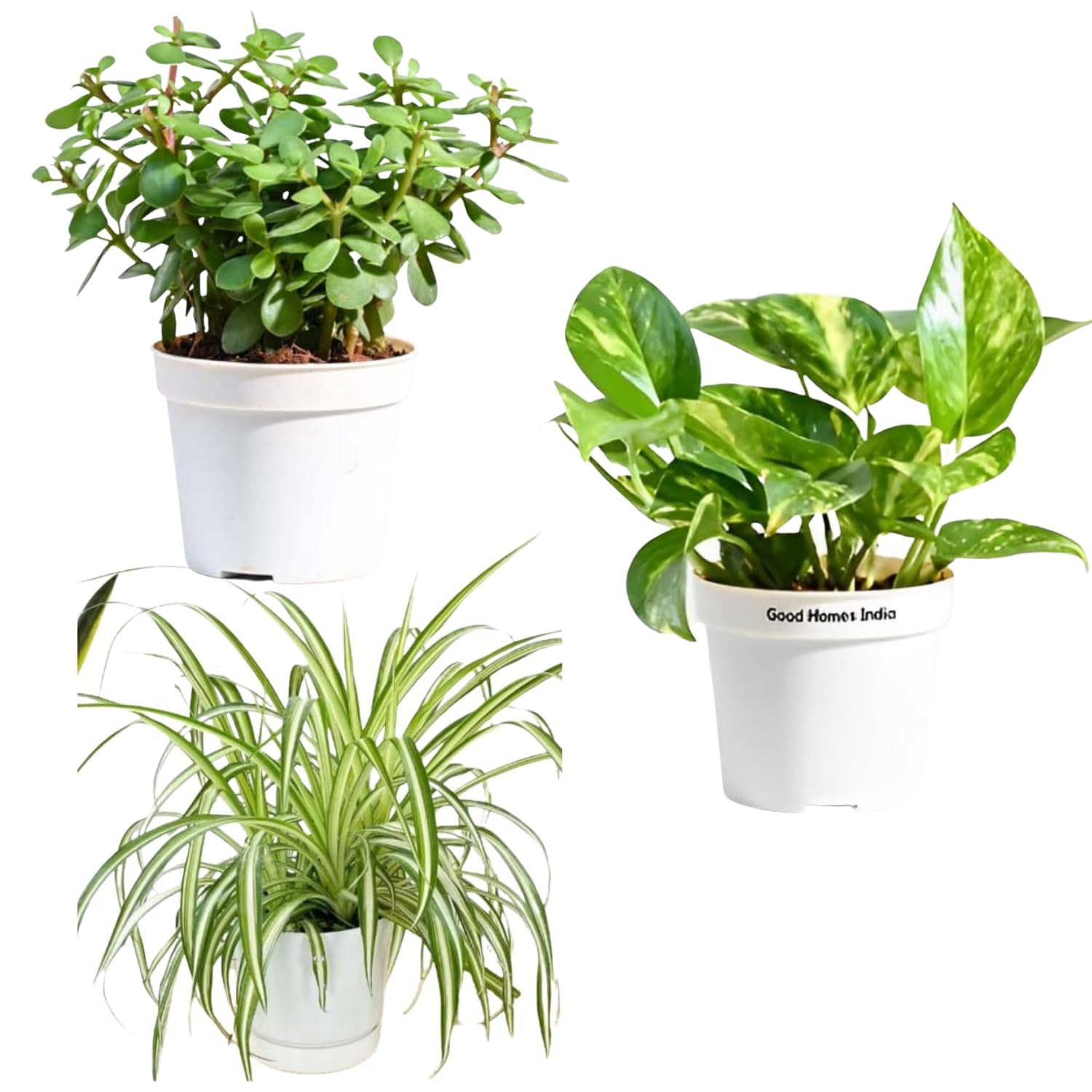 GOOD HOMES INDIA pack of 3 Money Plant & Spider Plant & Jade Plant | Good Luck Plant | Indoor Live Plant | Office Desk Balcony | Indoor Plants For Living Room | Indoor Plants With Pots (B0CDN2SWX6) Amazon Price History, Amazon Price Tracker