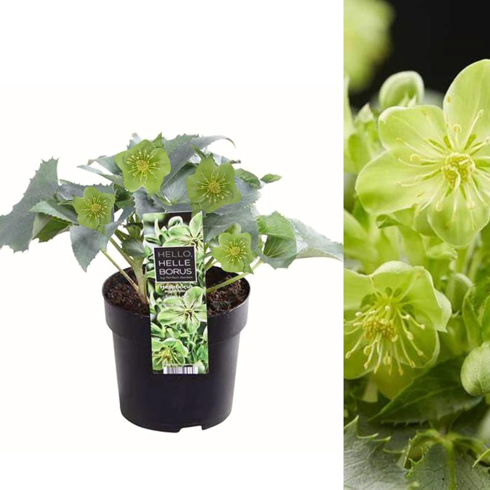 Carbeth Plants Helleborus Silver Lace Christmas Rose Plant in 9cm Pot (2)