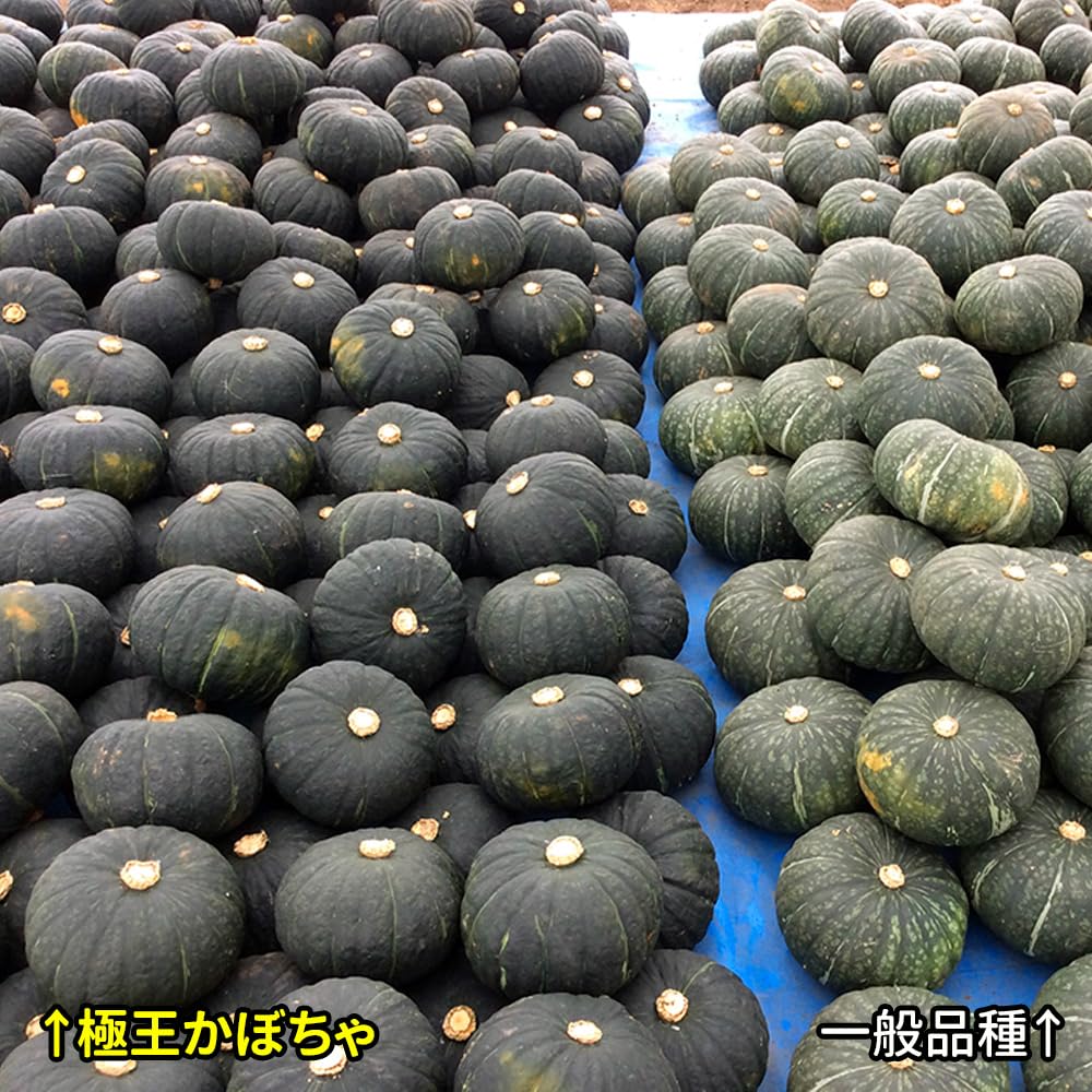 Amazon.co.jp: 種 野菜たね カボチャ F1極王かぼちゃ 1袋（10粒） / 国