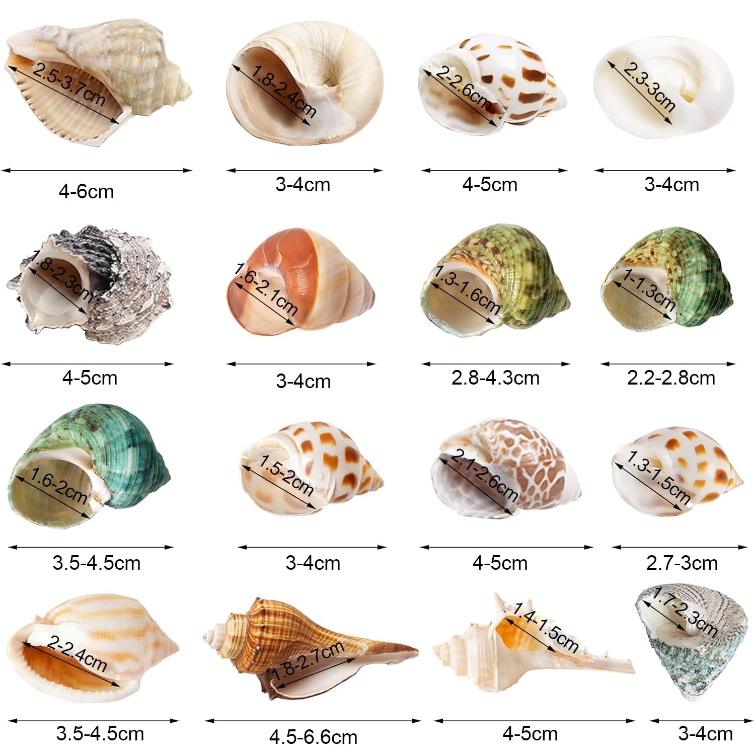 SKOOLOVE 16PCS Hermit Crab Shells Medium Small, Sea Conch Size 2.5-7CM, opening size 1-4CM - Image 2