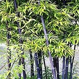 Apto para todo tipo de suelo Viola rara Timor Bambù Semi Bambusa Lako, Giardino Domestico di DIY Pianta - 50 piezas/loto