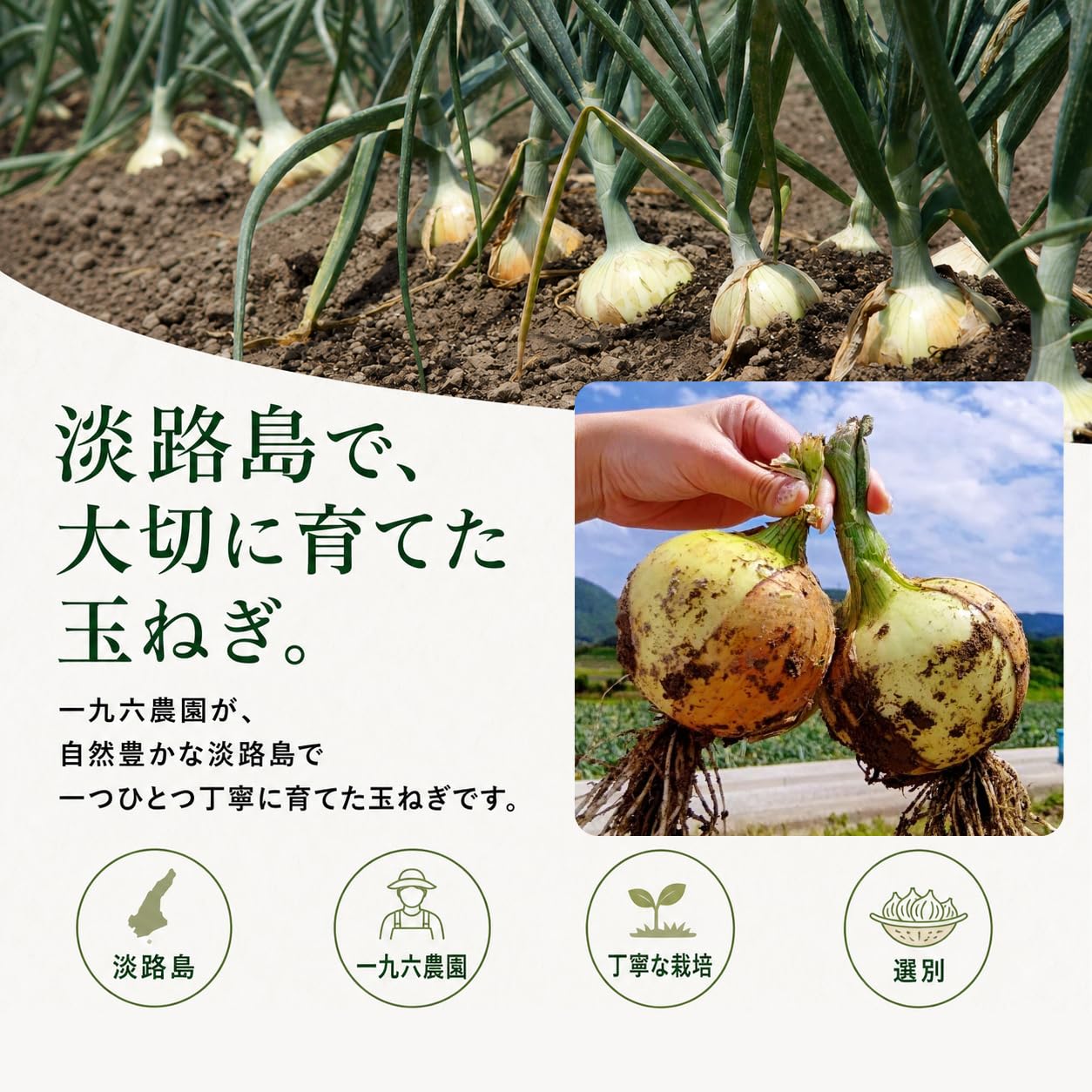 Amazon.co.jp: 一九六農園 淡路島産 玉ねぎ 通常品（秀品）産地直送 中