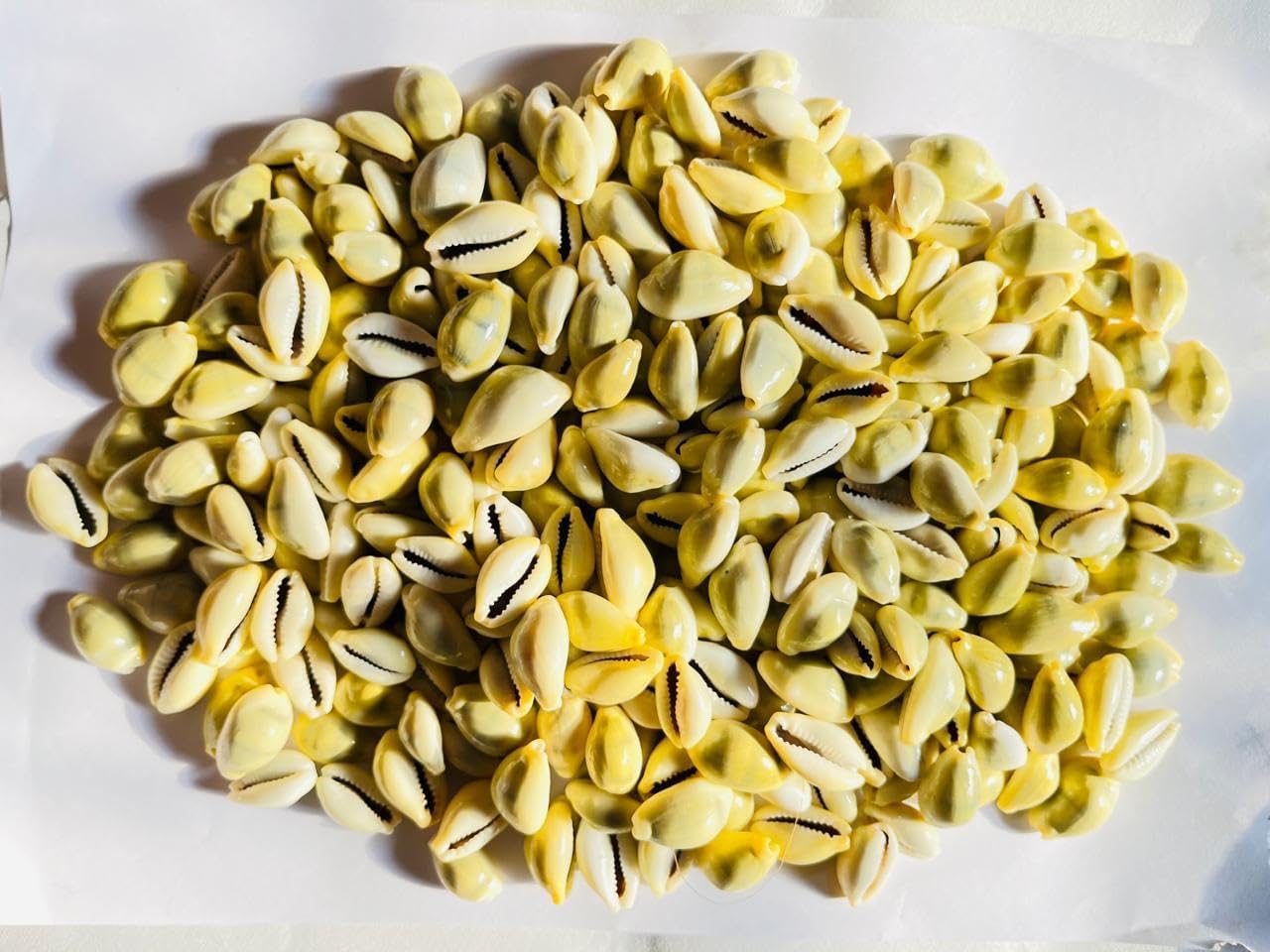 Pmw - Generic Natural Lakshmi Yellow Cowrie (Gavvalu), 108 Pieces, Traditional Pelli Kodi-image-5