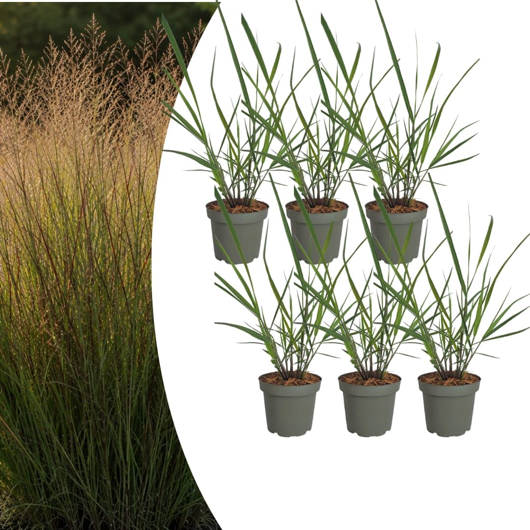 Panicum virgatum - 3 x proso na wędkę, trawa ozdobna, mrozoodporna trawa ozdobna 12 cm, łatwa w pielęgnacji trawa ogrodowa z czerwonym zabarwieniem jesiennym 3