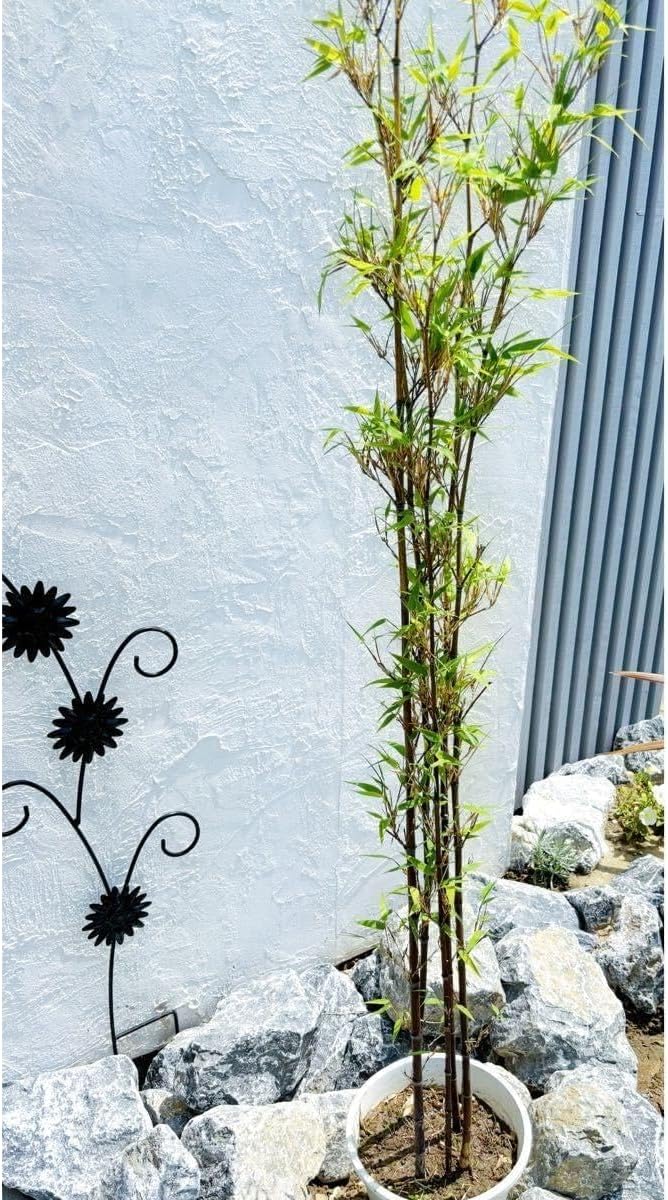 美形。黒竹☆竹の子たくさん1.7M(鉢底から) 美形。黒竹☆竹の子たくさん1.7M(鉢底から)